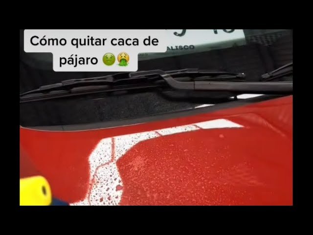 Cómo quitar las manchas de caca de paloma del auto