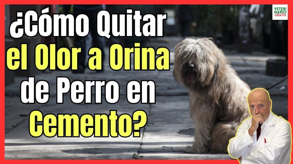 Cómo quitar la mancha de pipi de perro del suelo