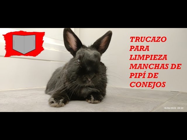 Cómo quitar las manchas de orina de conejo del suelo